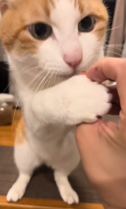 もぐもぐする猫