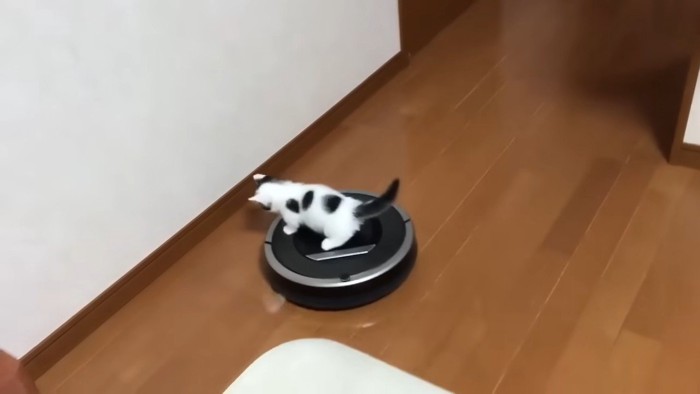 ロボット掃除機に乗る豆大福くん
