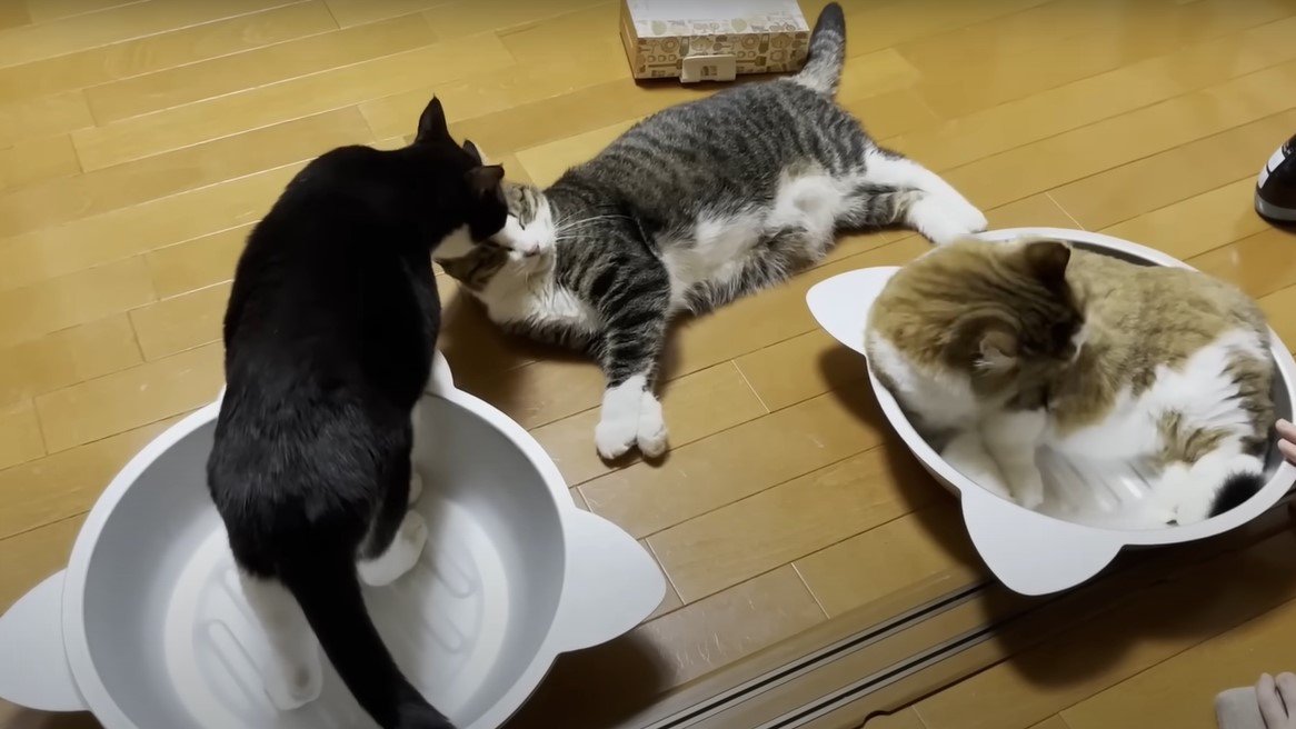 寛いでいる猫3匹