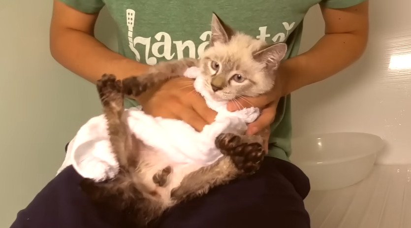 体を拭かれる子猫