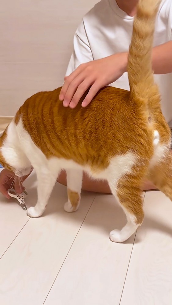 爪切りのにおいを嗅ぐ猫