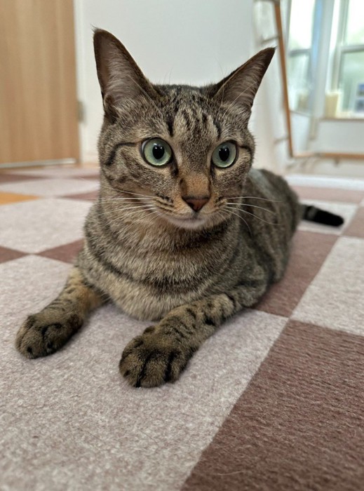 マットの上にいる猫