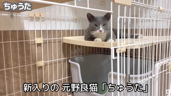 テロップ「新入りの元野良猫～」