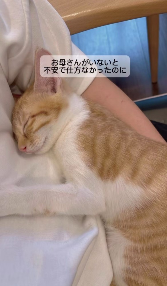 女性のお腹で寝る猫