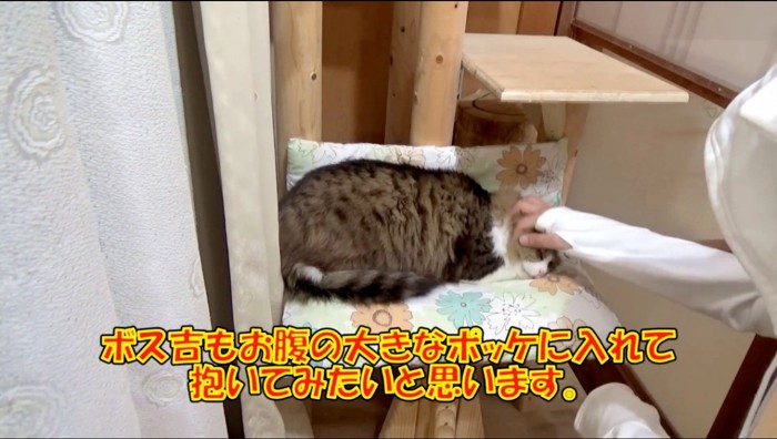 眠っている猫の頭を撫でる飼い主