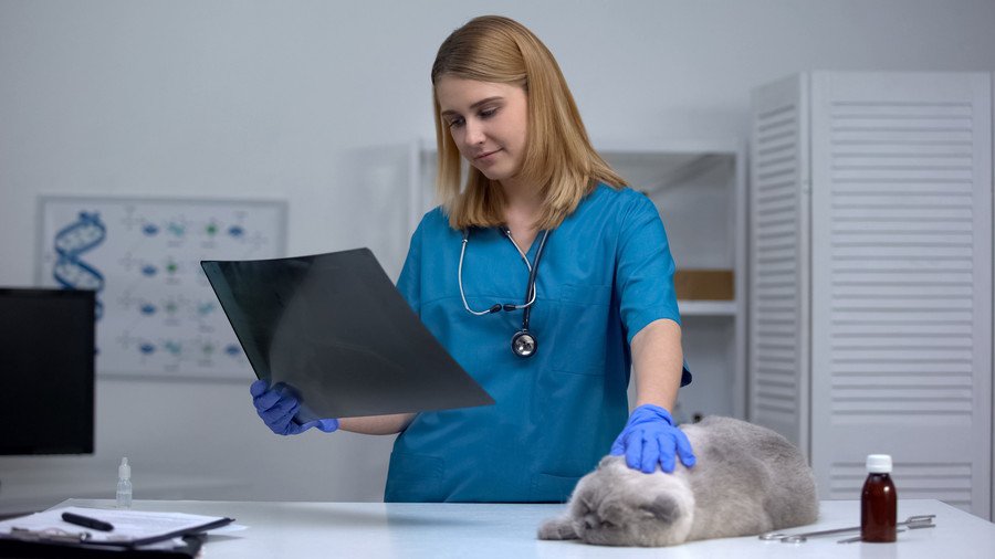 猫のレントゲン写真を見る獣医