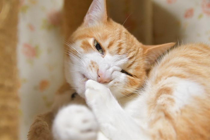 後ろ足の爪を噛む猫