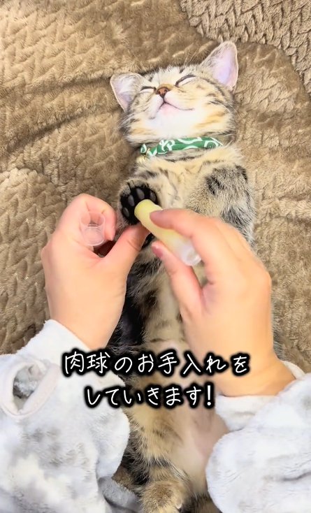 猫の肉球にクリームを塗る人