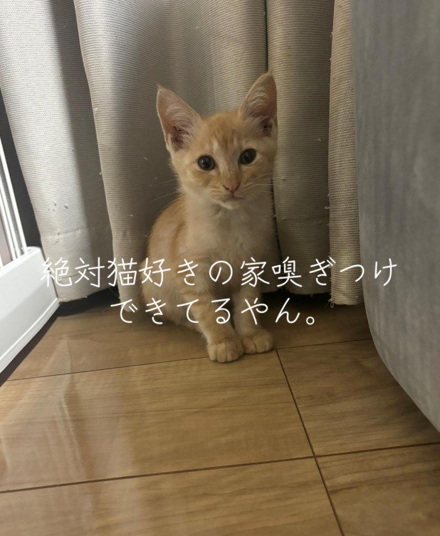 カーテンの前の子猫