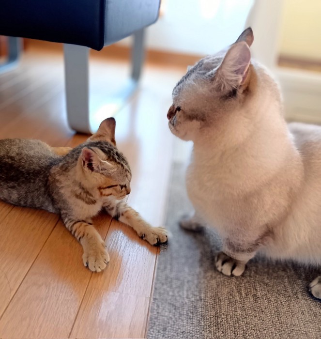 子猫の前に立つ成猫