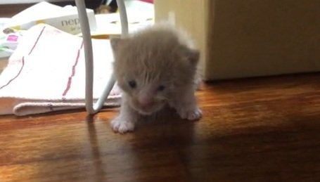 目が開いたばかりの子猫