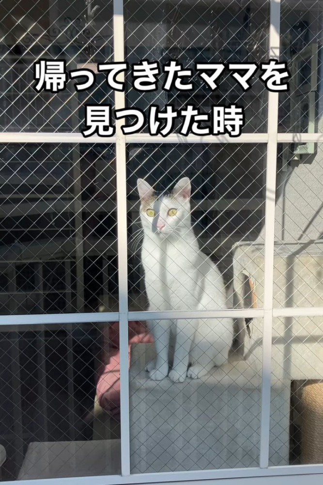 キャットタワーで座る猫