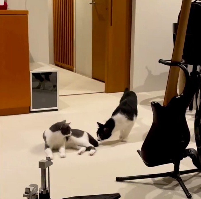 妹猫の匂いを嗅ぐ兄猫