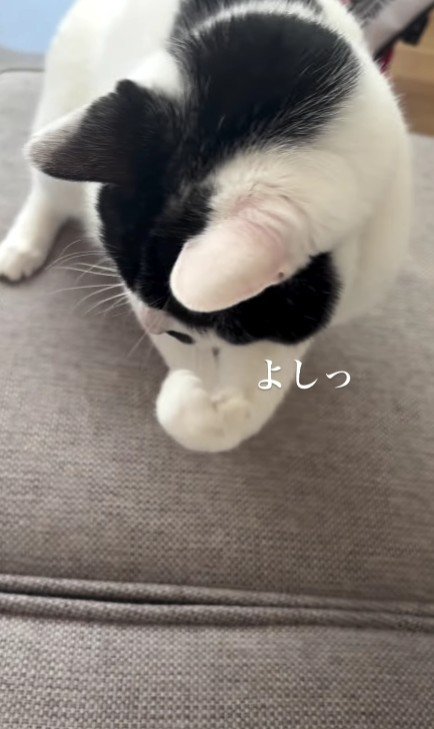 ガッツポーズをする猫