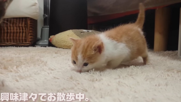 においを嗅ぐ子猫