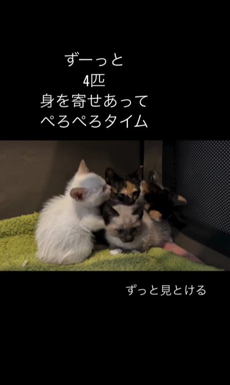 固まっている4匹の子猫