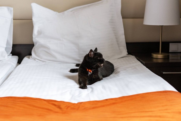 ホテルのベッドに横たわる猫