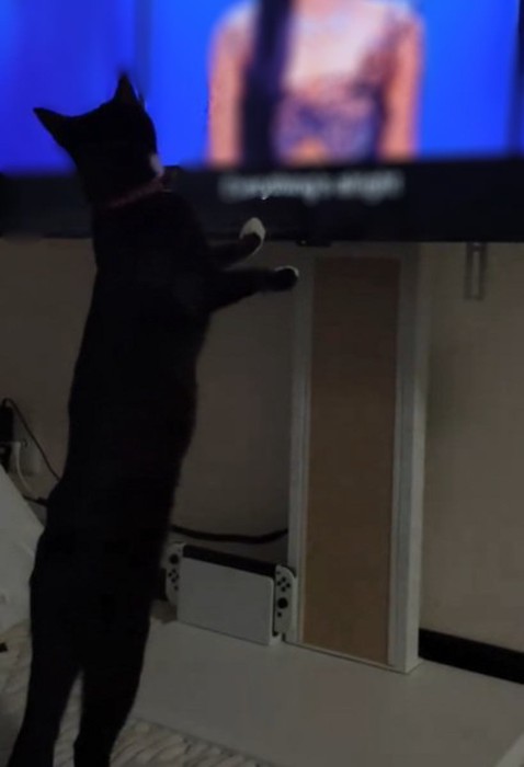 背伸びする銀兵衛くん