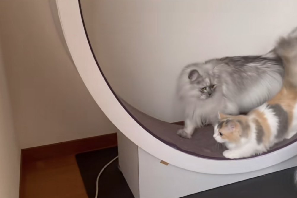 2匹の猫がキャットホイールで遊ぶ写真4