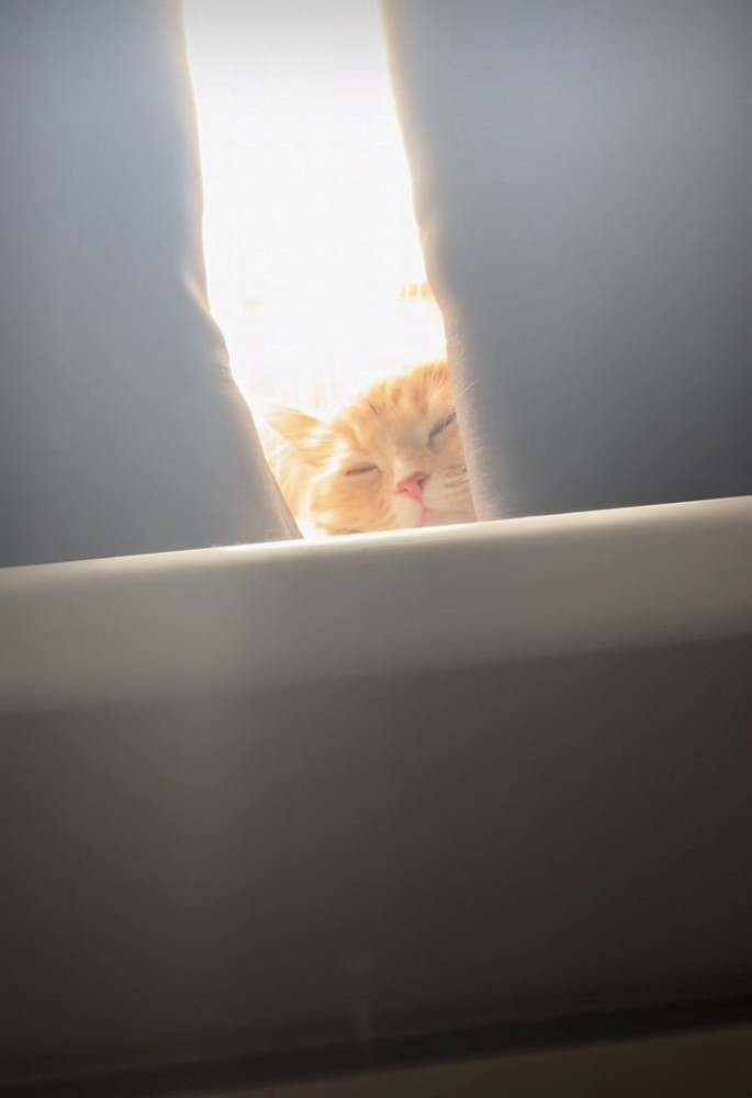 日向ぼっこするサイベリアン