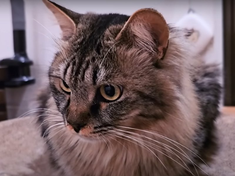 長毛キジトラ猫