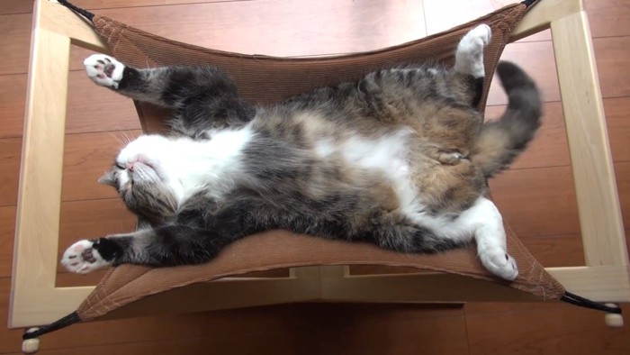 しっぽを振る仰向けの猫