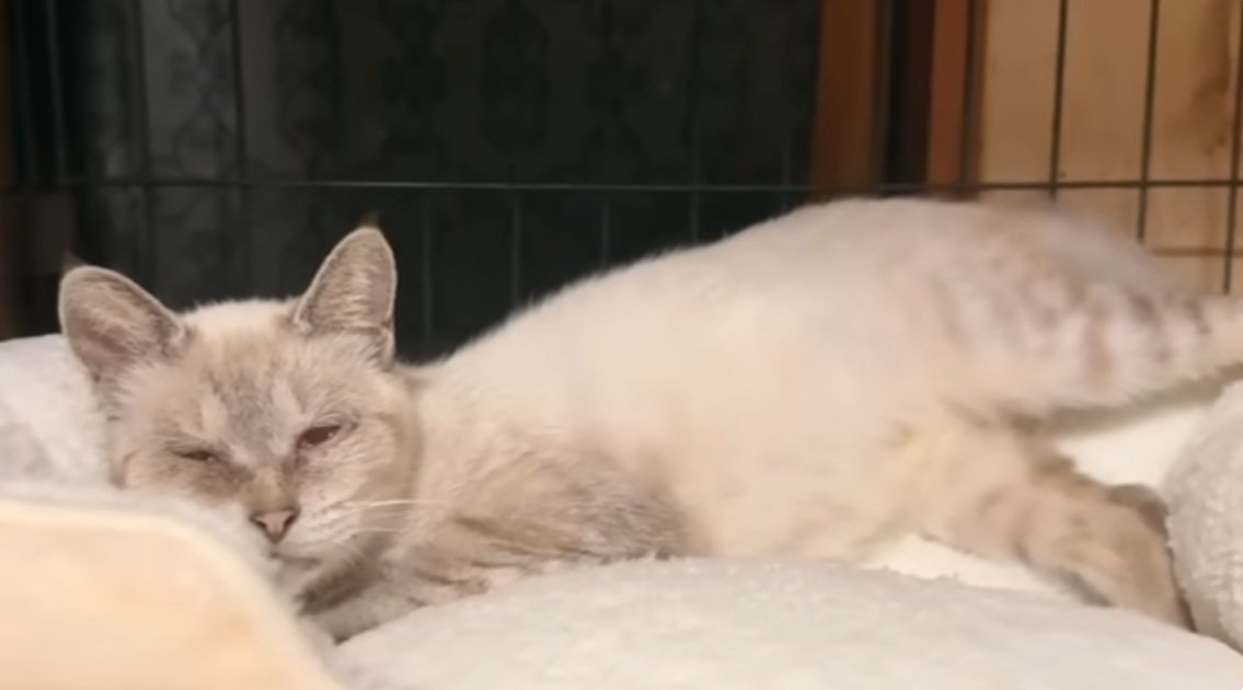 猫用ベッドの端で変なポーズでくつろぐシャムトラ猫