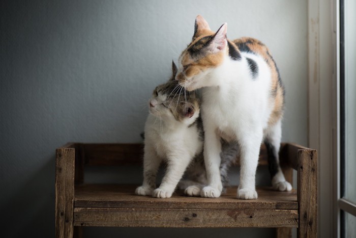 成猫と子猫