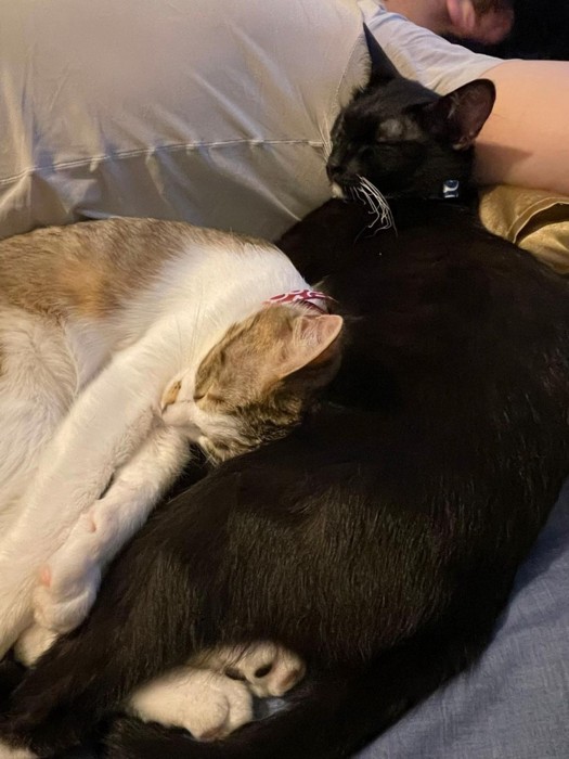 くっついて寝る2匹の猫