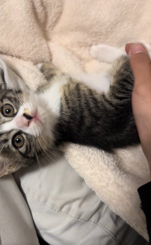 保護主の膝の上にいる子猫