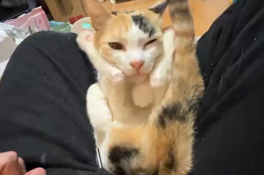 足の間から顔をのぞかせる猫