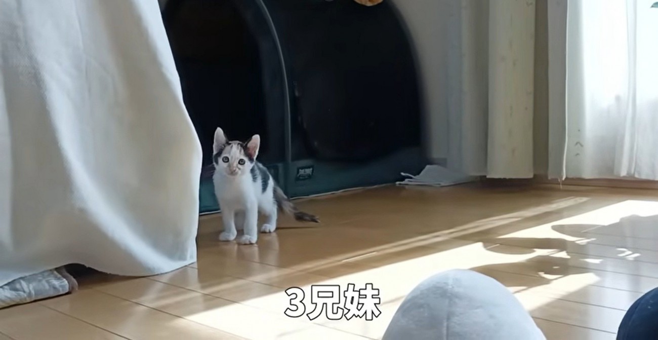 立ち上がってこちらを見ている子猫