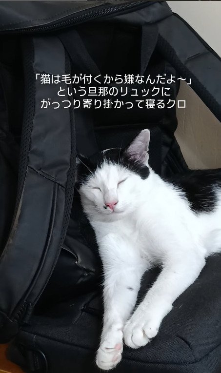 微動だにしない猫