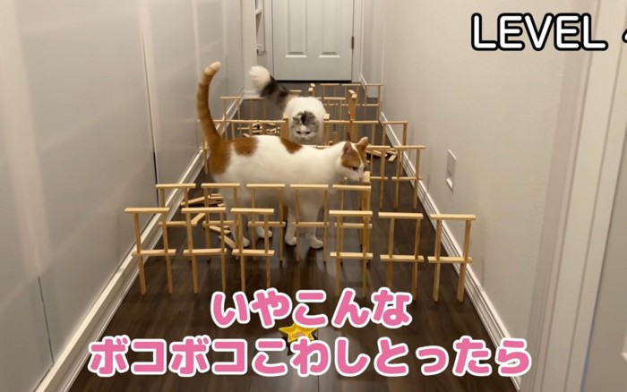 ついていく猫