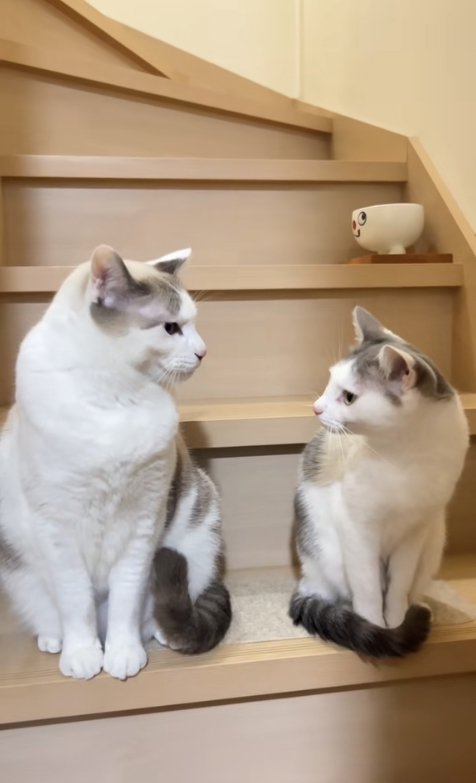 階段の上でお座りをして見つめ合う2匹の猫