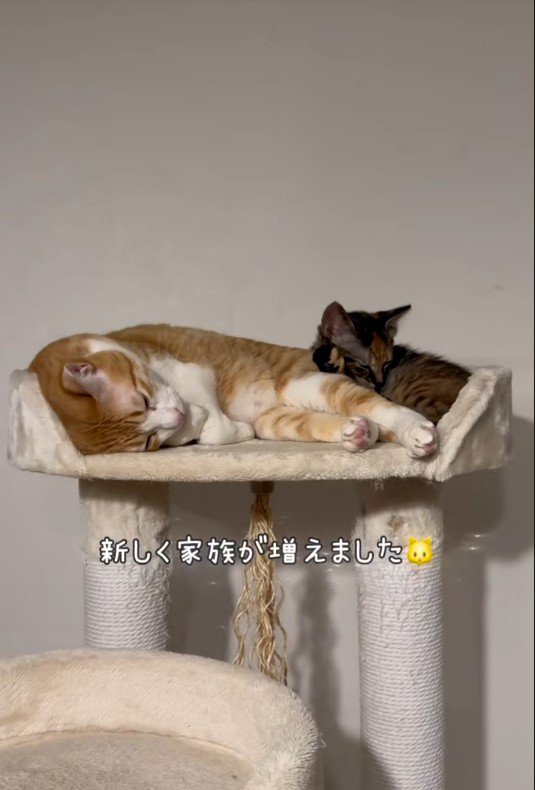 寝ている猫と子猫