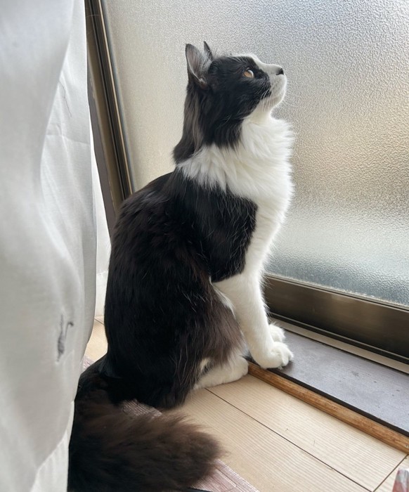 窓の外を見る白黒猫
