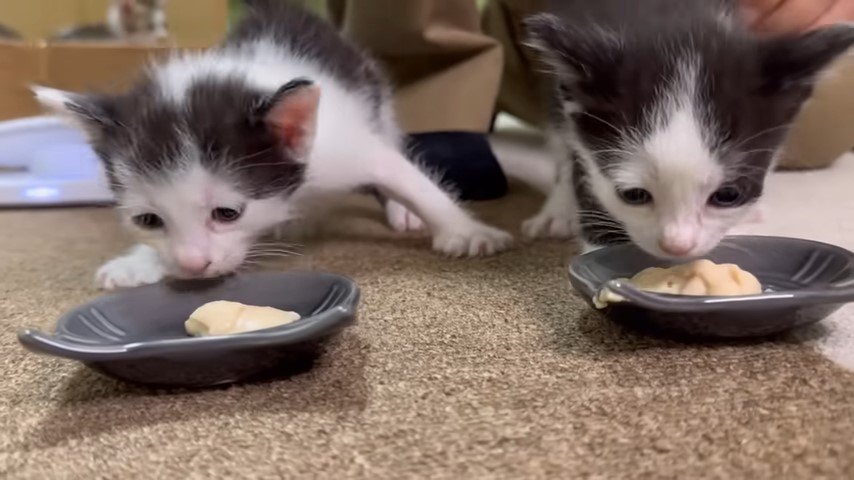 それぞれのお皿でごはんを食べる2匹の子猫