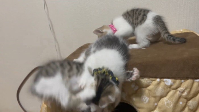 レッドちゃん落下