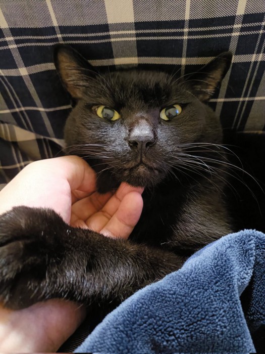顎下を飼い主になでられる黒猫