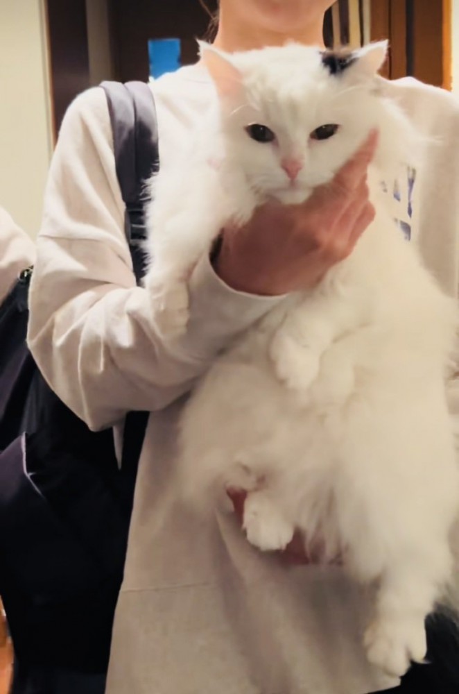 投稿主さんに抱っこされるマンチカン