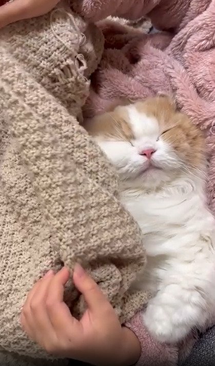 ブランケットをかけて寝る猫
