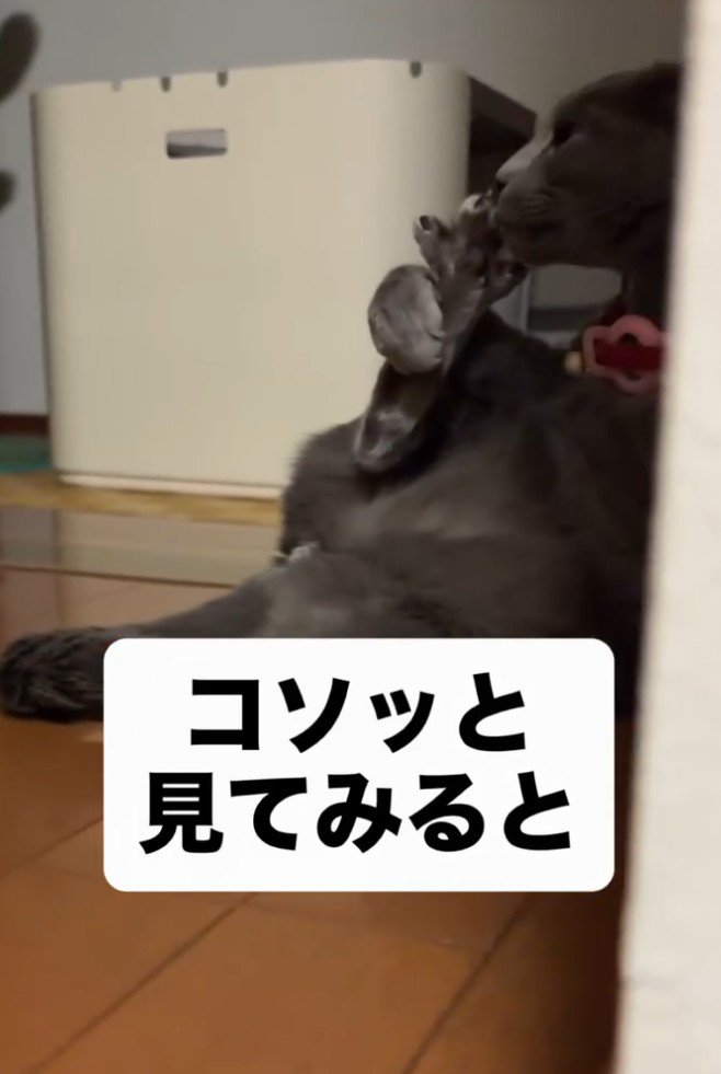 足を舐める猫1