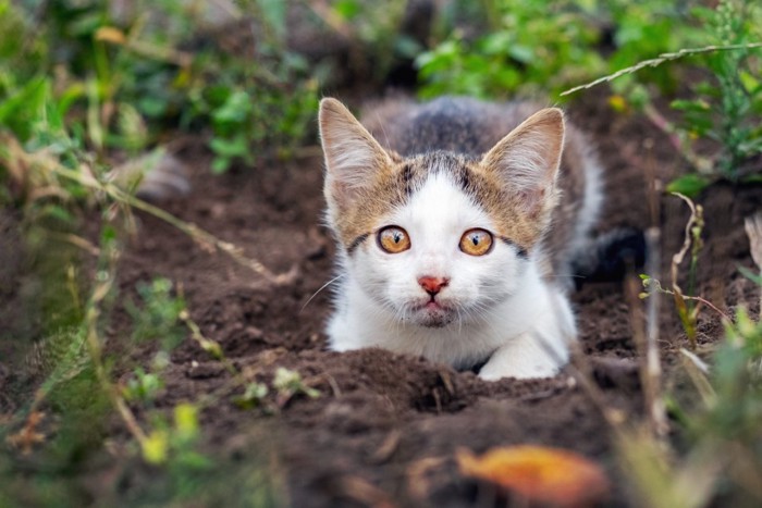 土に体をうずめる猫