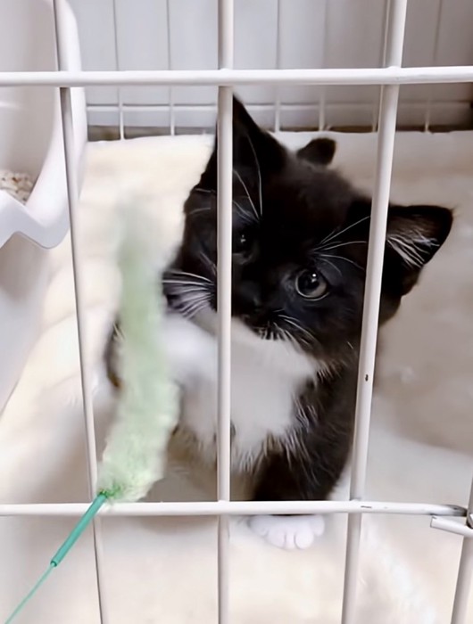 おもちゃで遊ぶ子猫