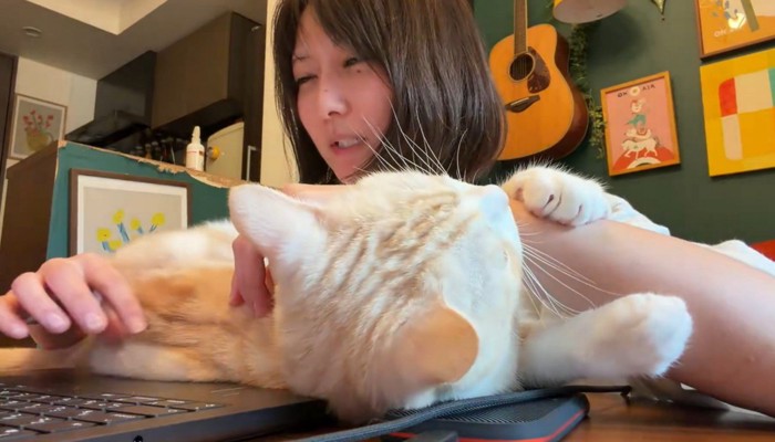 噛み続ける猫