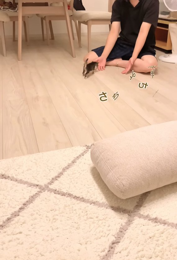 飼い主の手の近くにいる子猫