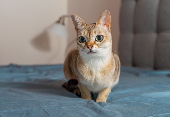 ベッドの上で正面を見つめている猫