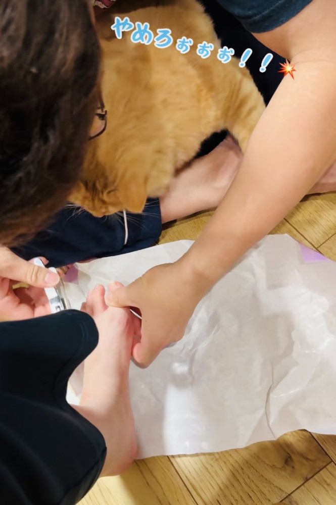 ママの爪を切るパパの邪魔をする茶トラ猫