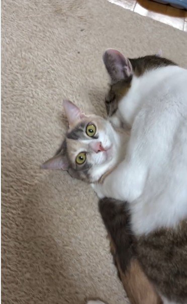 猫の上に馬乗りになっている猫